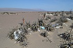 Tillandsia latifolia Nazca to Arequipa GPS192 Peru_Chile 2014_0308.jpg
